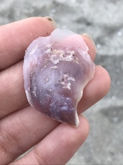 Isognomon
