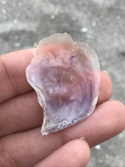 Isognomon