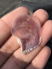 Isognomon