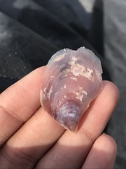 Isognomon