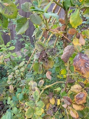 Rosa