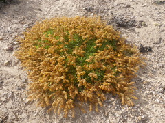 Heliotropium linariifolium