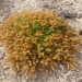 Heliotropium linariifolium - Photo (c) “Juan de los Zorros”, algunos derechos reservados (CC BY-NC), subido por “Juan de los Zorros”
