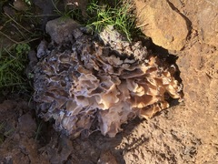 Daleomyces phillipsii