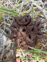 Eucalyptus conferruminata