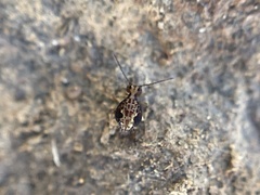 Ptenothrix beta