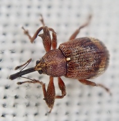 Anthonomus bituberculatus