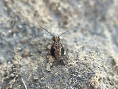 Ptenothrix beta