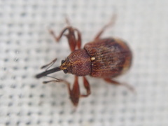 Anthonomus bituberculatus