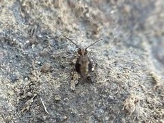Ptenothrix beta