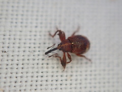 Anthonomus bituberculatus