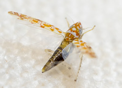 Dikrella maculata