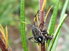 Poecilometis strigatus