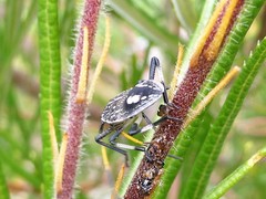 Poecilometis strigatus