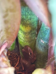 Eleutherodactylus coqui