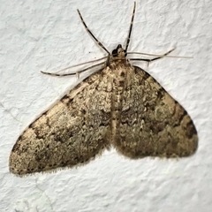 Nebula ibericata