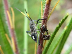 Poecilometis strigatus