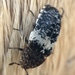 Escarabajos de Piel - Photo (c) Jason Headley, algunos derechos reservados (CC BY-NC), subido por Jason Headley
