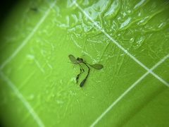 Leptopteromyia americana