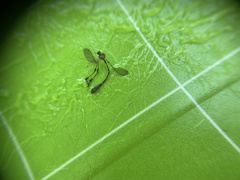 Leptopteromyia americana