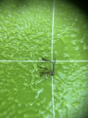 Leptopteromyia americana