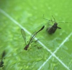 Leptopteromyia americana