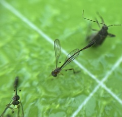 Leptopteromyia americana