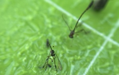 Leptopteromyia americana