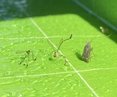Leptopteromyia americana