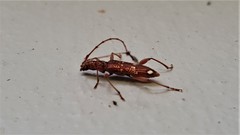 Coptocercus biguttatus