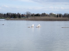 Pelecanus erythrorhynchos