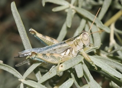 Aeoloplides elegans