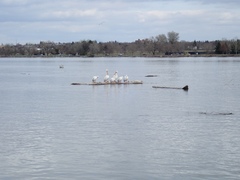 Pelecanus erythrorhynchos
