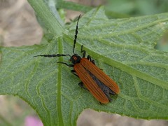 Pseudolycus torridus