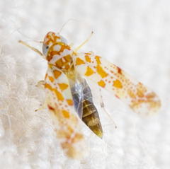 Dikrella maculata
