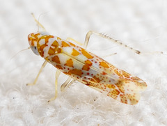 Dikrella maculata