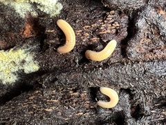Polyzoniidae