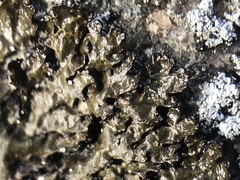 Montanelia sorediata