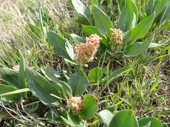 Rumex venosus