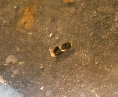 Ectoedemia similella