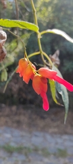 Salvia sessei
