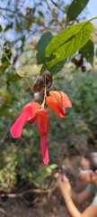 Salvia sessei