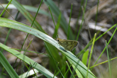 Polites vibex catilina