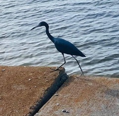 Egretta caerulea