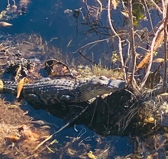 Alligator mississippiensis