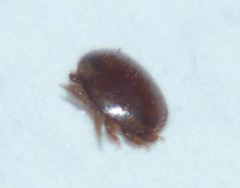 Varroa destructor
