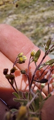 Draba pusilla