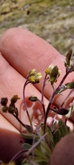 Draba pusilla