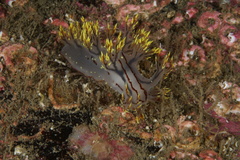 Dendronotus yrjargul