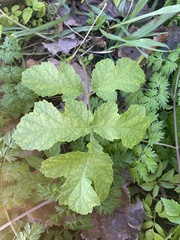 Heracleum sphondylium montanum